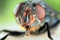 calliphora vomitoria 5